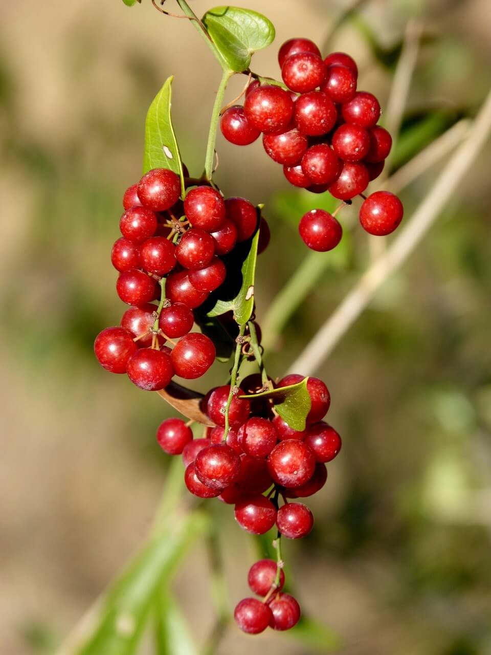 Red Berries